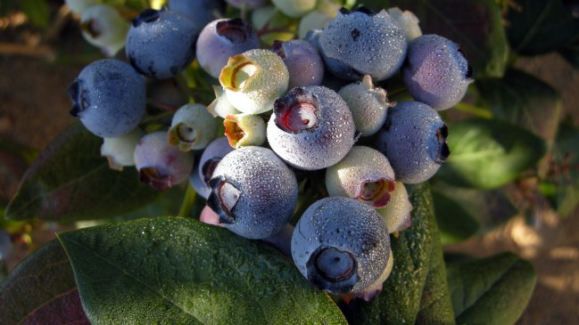 Arándano al alza en el Biobío: Creció 101% en el mercado agropecuario