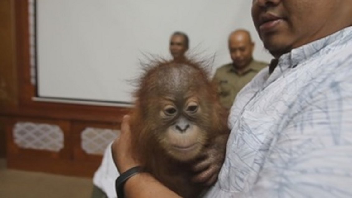 Policía indonesia descubrió que turista llevaba un orangután vivo en su maleta