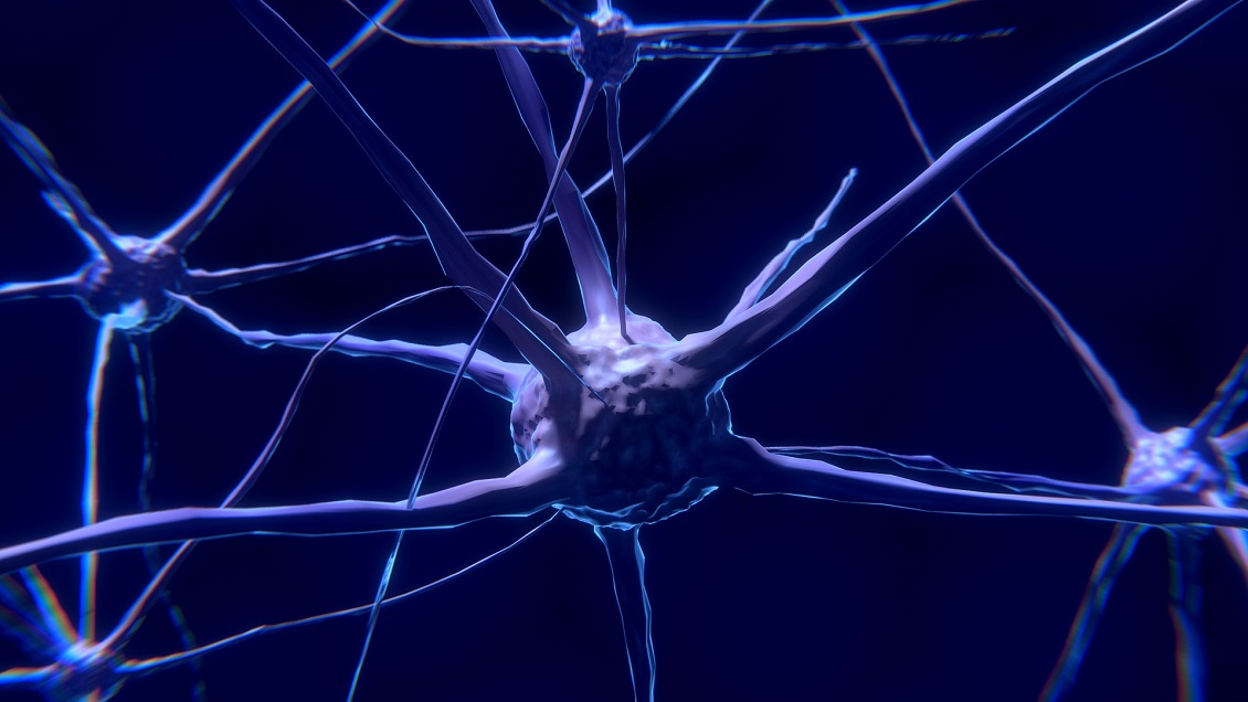 Demuestran que el cerebro humano genera nuevas neuronas hasta los 90 años