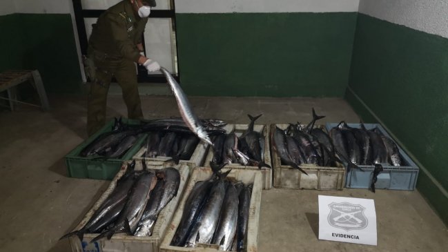 Carabineros decomisó 500 kilos de sierra transportada hacia Valdivia