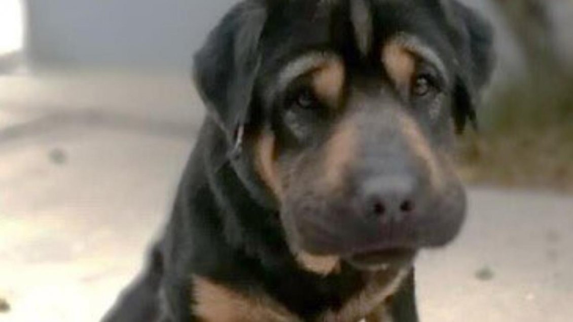 Gracias al chip, identificaron a dueño de un perro en inaceptable estado de salud