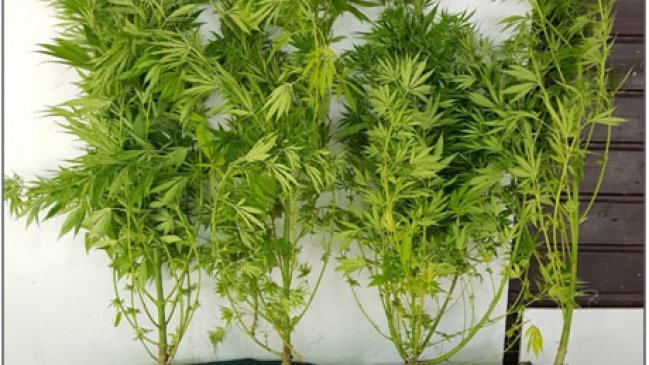 Denuncia anónima permitió incautar cocaína y marihuana en Puerto Aysén