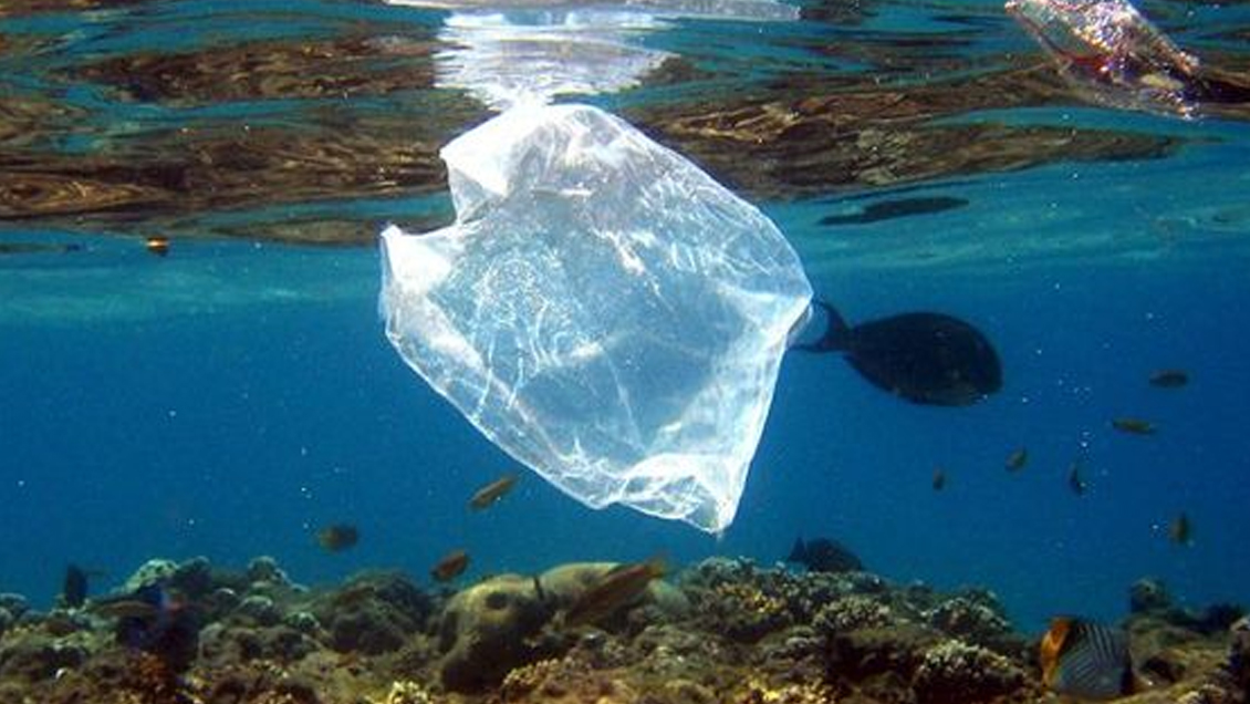 Descubren una bacteria capaz de degradar el plástico