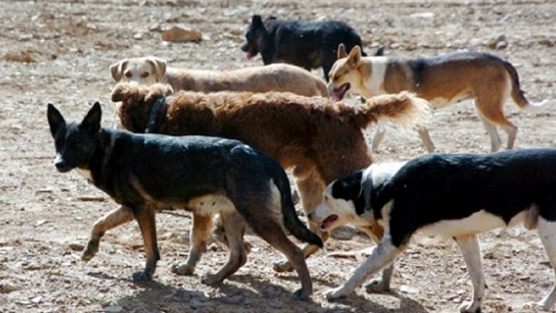 Mujer de 52 años fue atacada por seis perros en Caldera: Está grave