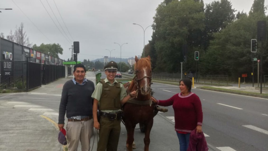 Insólita persecución policial a hombre en carretón y caballo por el centro de Temuco