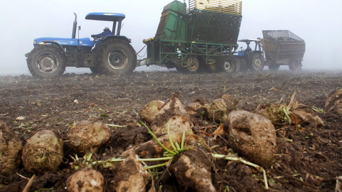 Levantan restricción de quemas de desechos agrícolas en el Biobío