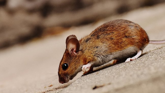 Minsal confirmó dos nuevos casos de virus Hanta en la Región de Ñuble