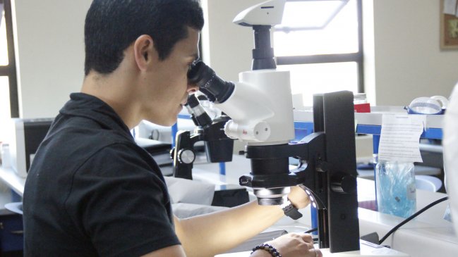 Maule: Estudian valioso aporte de las avispas al medio ambiente, control de plagas y la agricultura