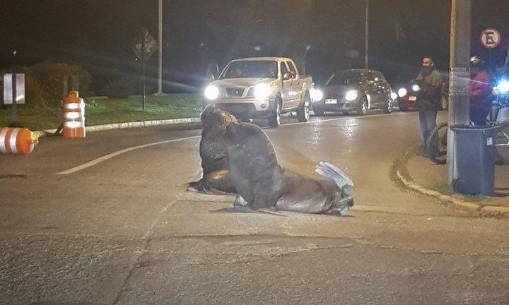 Advierten aumento de lobos marinos 