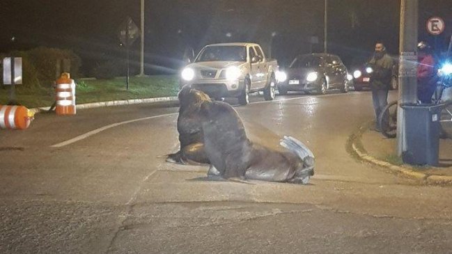 Advierten aumento de lobos marinos 
