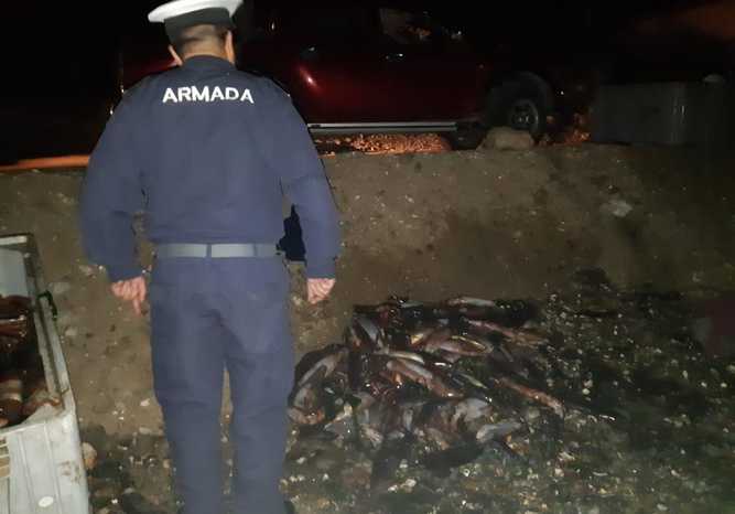 Coquimbo: Llaman a no consumir jibia varada en Puerto Aldea