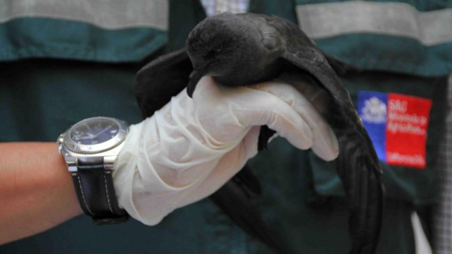 Tarapacá: Proponen medidas para evitar extinción de la golondrina negra de mar