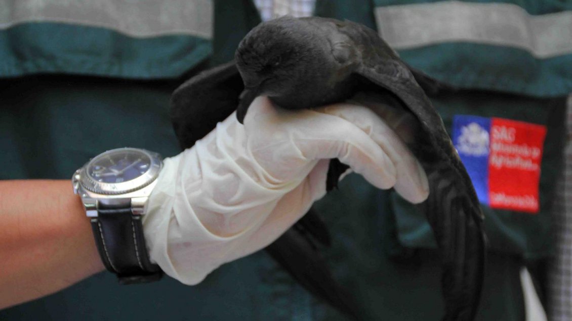 Tarapacá: Proponen medidas para evitar extinción de la golondrina negra de mar