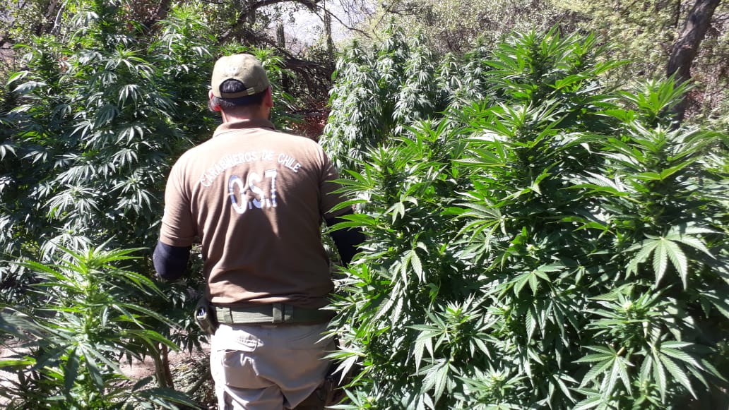 Concejala pide que Municipalidad de Puerto Montt investigue vínculos de chofer detenido por drogas