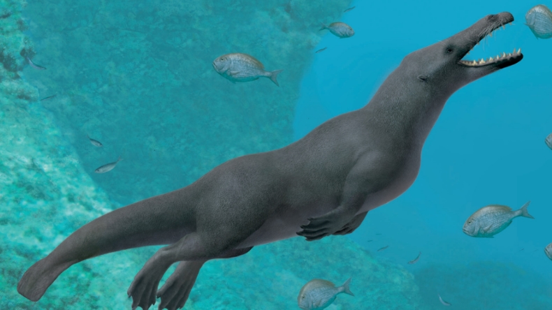 Investigadores hallaron ballena con cuatro patas en Perú