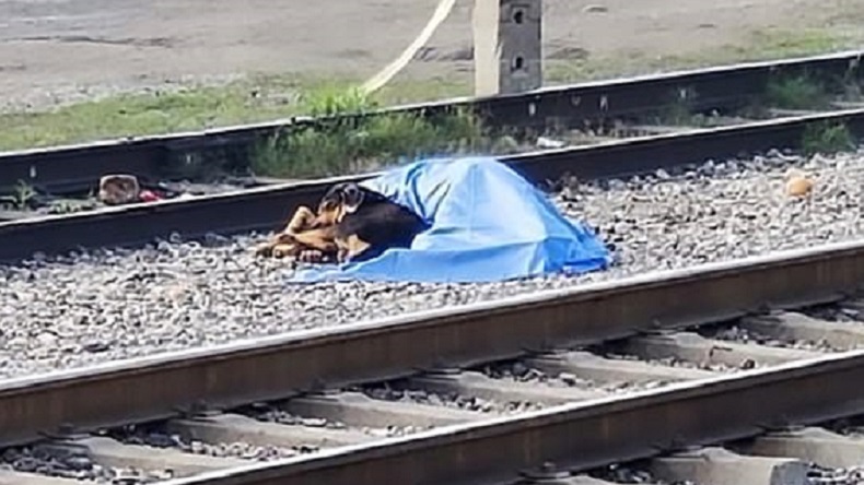 Siempre fiel: Perrito se mantuvo al lado de su dueño que murió arrollado por un tren