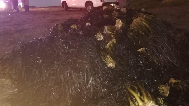 Quintero: Incautan tonelada y media de huiro extraído ilegalmente desde playa Ritoque