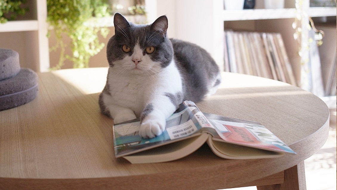 Estudio asegura que los gatos reconocen sus nombres