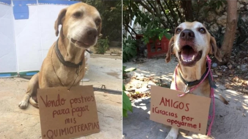Perrito tuvo que vender postres para pagarse su quimioterapia