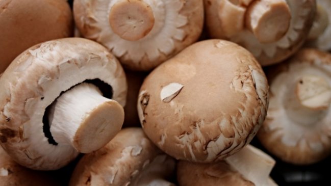 Concón: Inician sumario sanitario contra empresa de champiñones por malos olores