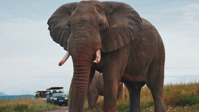 Cazador quería matar rinocerontes, pero fue atacado por un elefante y devorado por leones