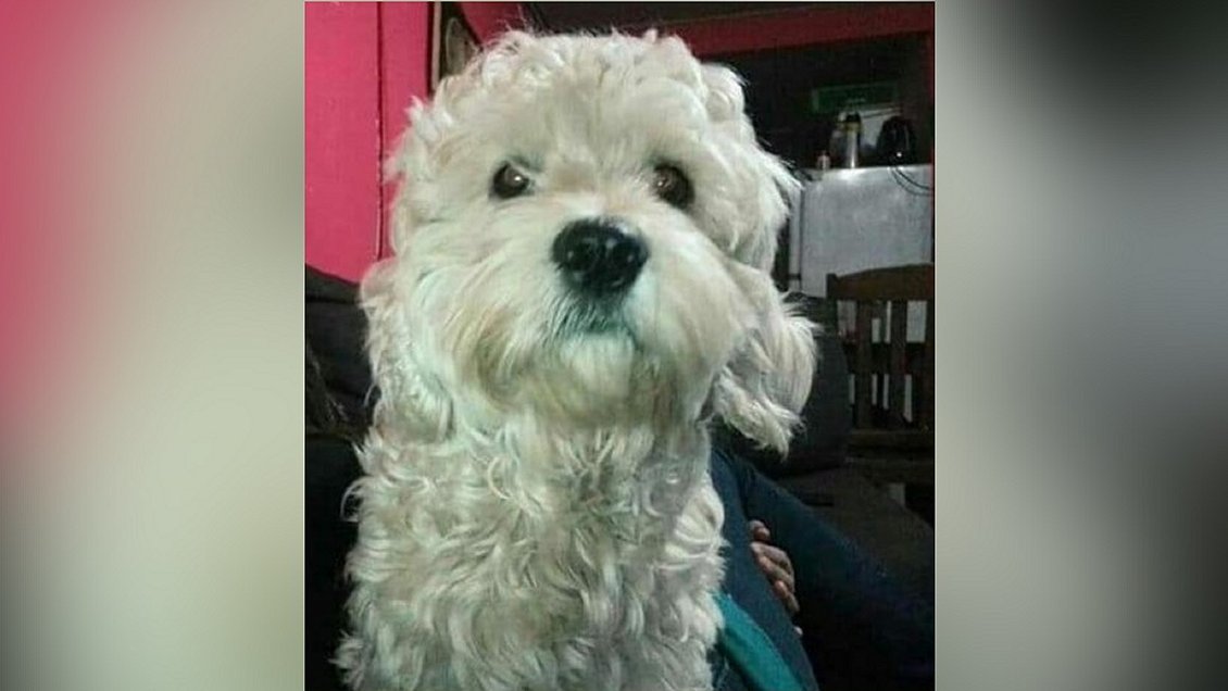 Lota: Mujer acusa a Carabineros de ignorar denuncia por asesinato de su perro