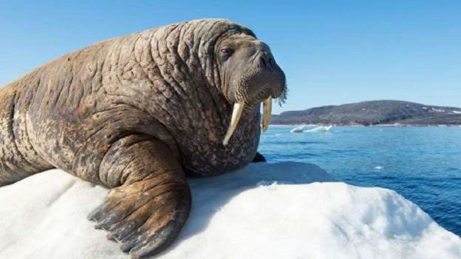 Netflix advierte a amantes de los animales de escenas fuertes en documental 