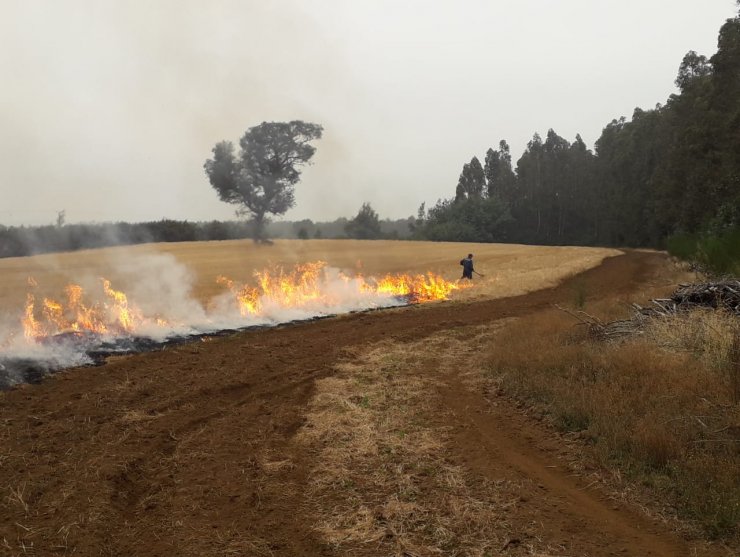 Ñuble: Preocupación tras incendios forestales causados por quemas agrícolas descontroladas