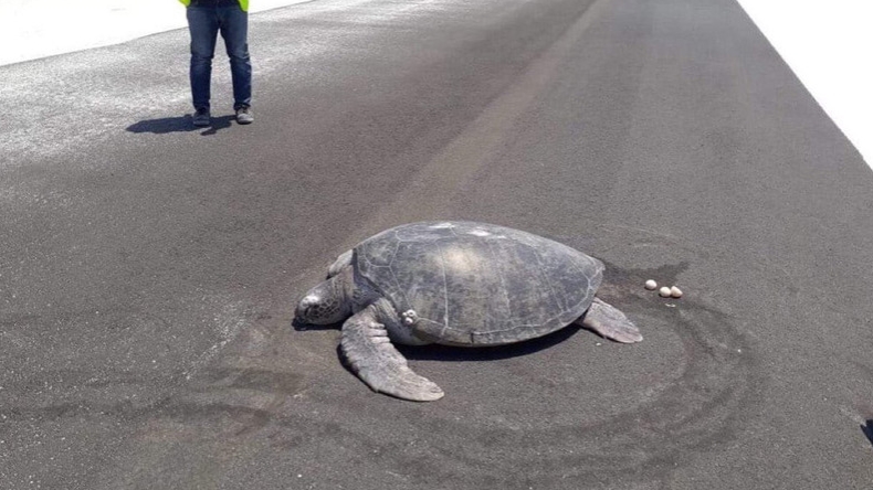 Tortuga salió a desovar en la arena y se encontró con una pista aérea