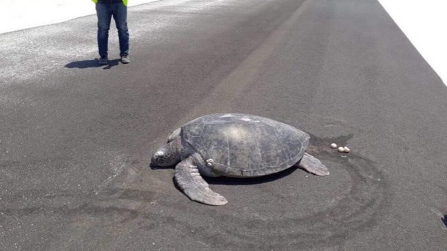 Tortuga salió a desovar en la arena y se encontró con una pista aérea