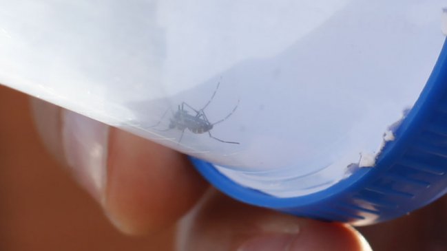 Salud inicia despliegue por hallazgo de mosquito de la fiebre amarilla en Huara