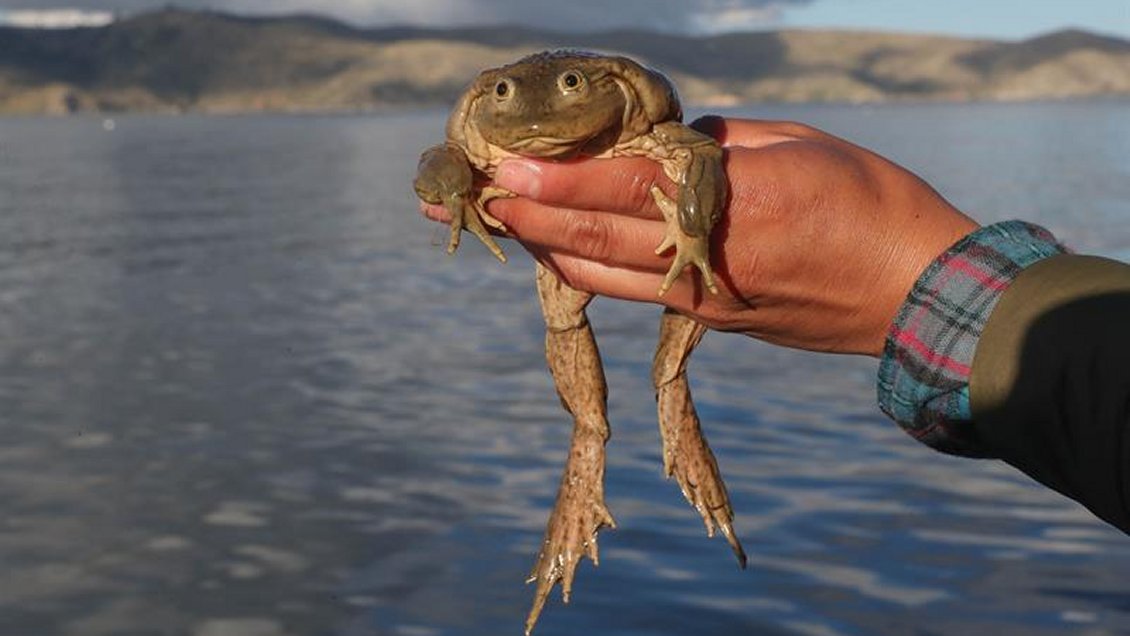 Isla boliviana busca convertirse en santuario para la rana del Titicaca