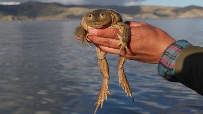 Isla boliviana busca convertirse en santuario para la rana del Titicaca