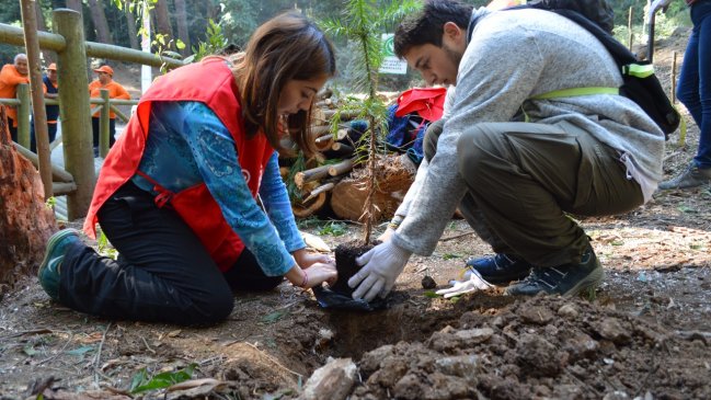 Mechoneo diferente: Universitarios reforestaron con árboles nativos sector del cerro Caracol de Concepción