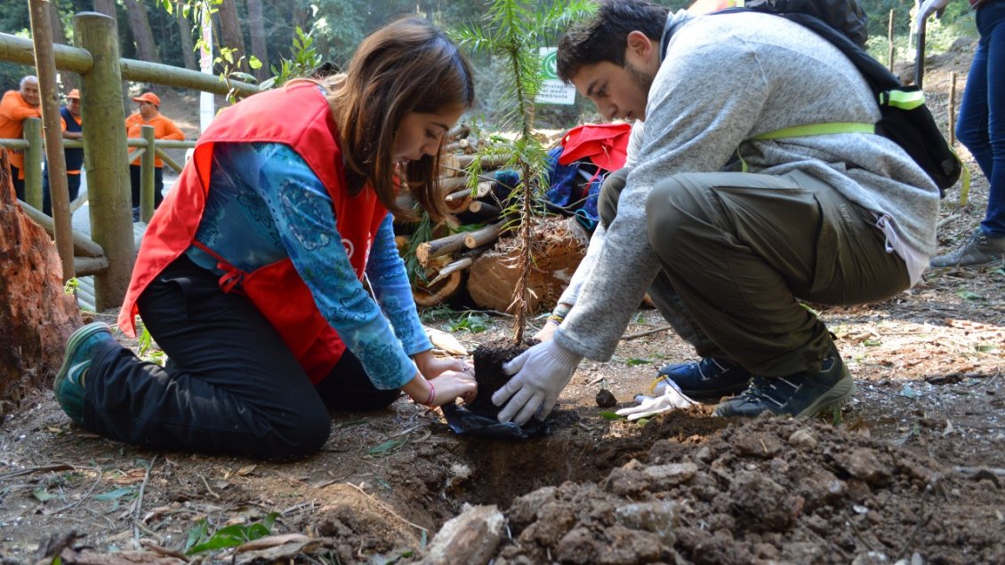 Mechoneo diferente: Universitarios reforestaron con árboles nativos sector del cerro Caracol de Concepción