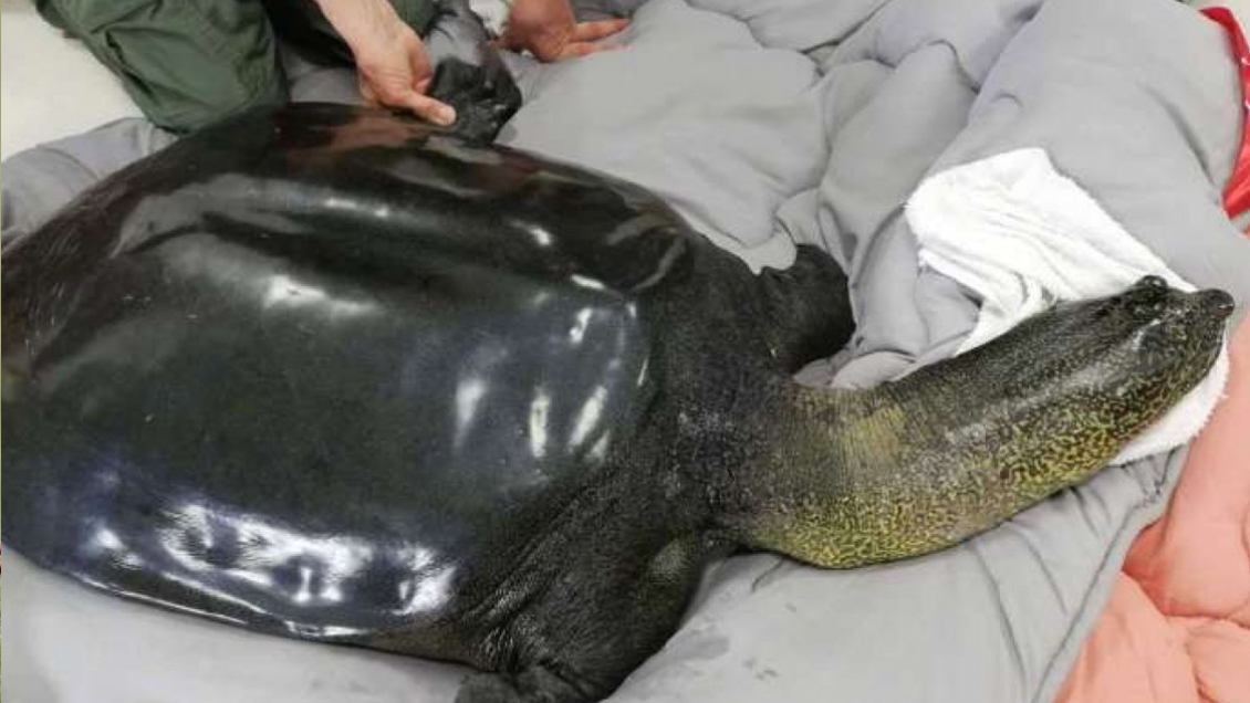 Murió la última hembra de tortuga de caparazón blando del Yangtzé