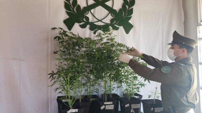 Carabineros desbarató invernadero de marihuana en San Javier