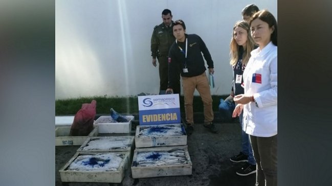 Chillán Viejo: Decomisan 353 kilos de pescados y mariscos transportados sin normas  sanitarias 