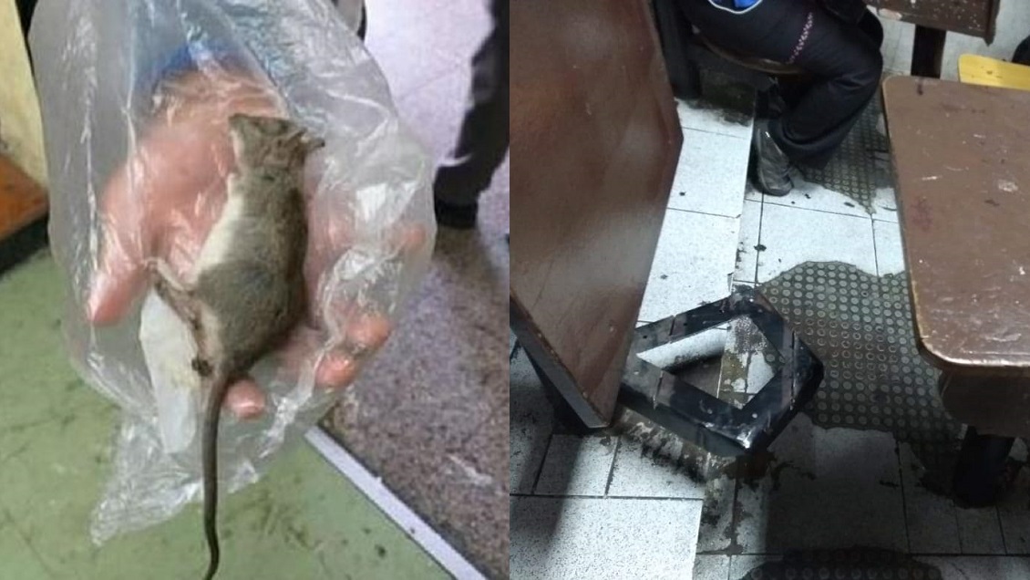 Ratones, suciedad y destrucción: Denuncian 