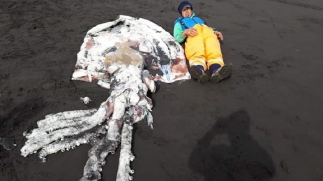 Reportan que jibia gigante varó en playa de Tirúa