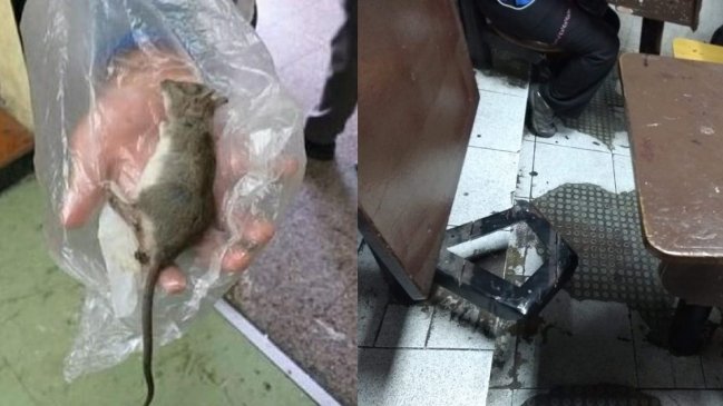 Ratones, suciedad y destrucción: Denuncian 