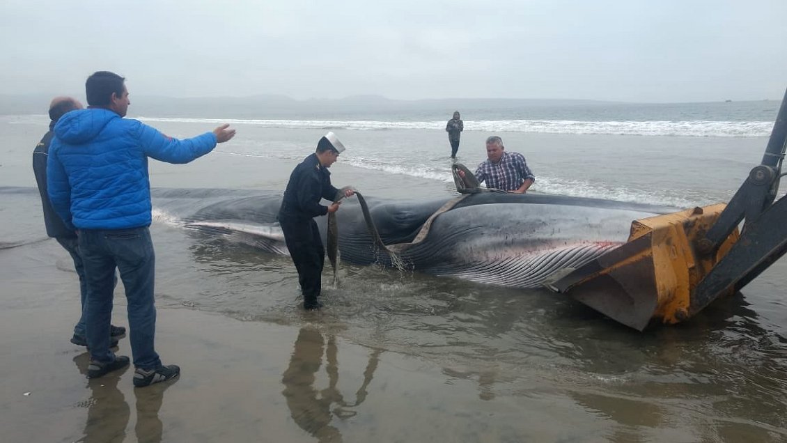 Triste final: Ballena varada en Tongoy murió pese a esfuerzos por rescatarla
