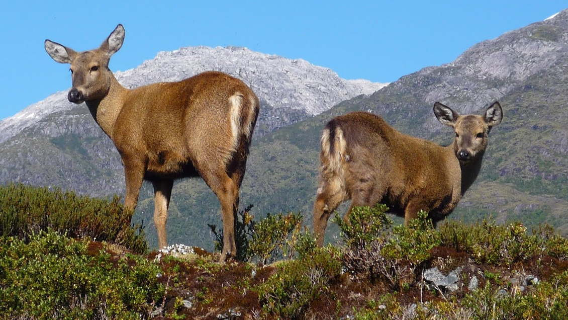 Identifican enfermedad que intensifica la extinción de los huemules