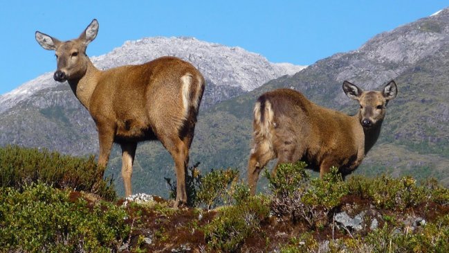 Identifican enfermedad que intensifica la extinción de los huemules
