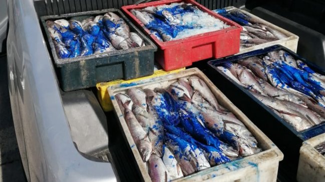 Decomisan dos toneladas de pescados en Quirihue
