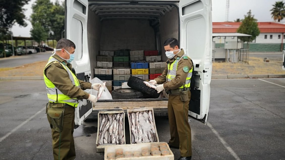Maule: Decomisaron vehículo con más de 2 mil kilos de pescados y mariscos sin autorizaciones