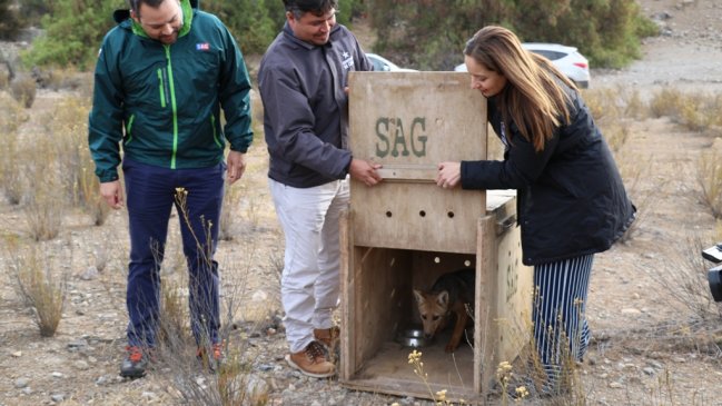 Zorro culpeo fue liberado en Ovalle tras meses de rehabilitación