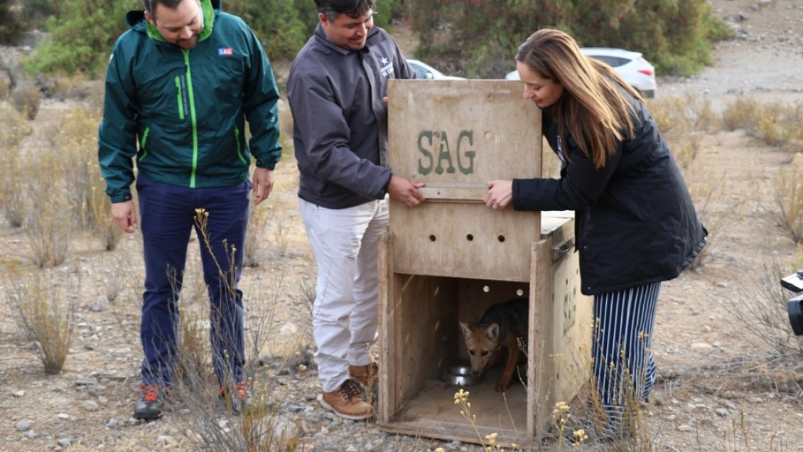 Zorro culpeo fue liberado en Ovalle tras meses de rehabilitación