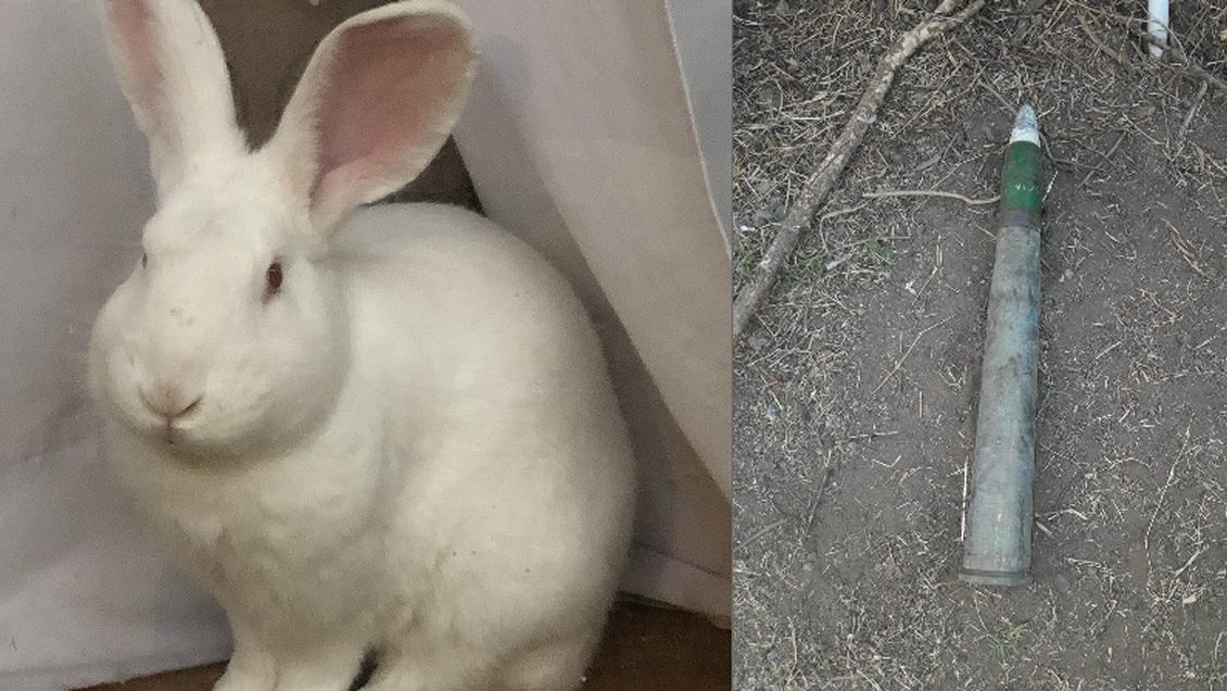Conejo doméstico descubrió munición de guerra en una casa de Las Condes