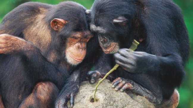 Chimpancés se comunican con gestos y señales para realizar planes